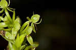 Waterspider bog orchid